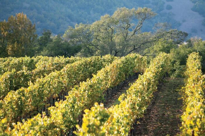 Superior Wine Experience - Sonoma - Image 4