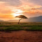 South-African Safari